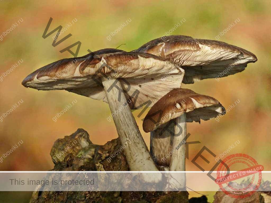 Плютей олений рецепт приготовления. 1245286928. Плютей олений рецепт приготовления фото. Плютей олений рецепт приготовления-1245286928. картинка Плютей олений рецепт приготовления. картинка 1245286928. Актуальное название: Pluteus cervinus (Schaeff.) P. Kumm., Der Führer in die Pilzkunde: 99 (1871)