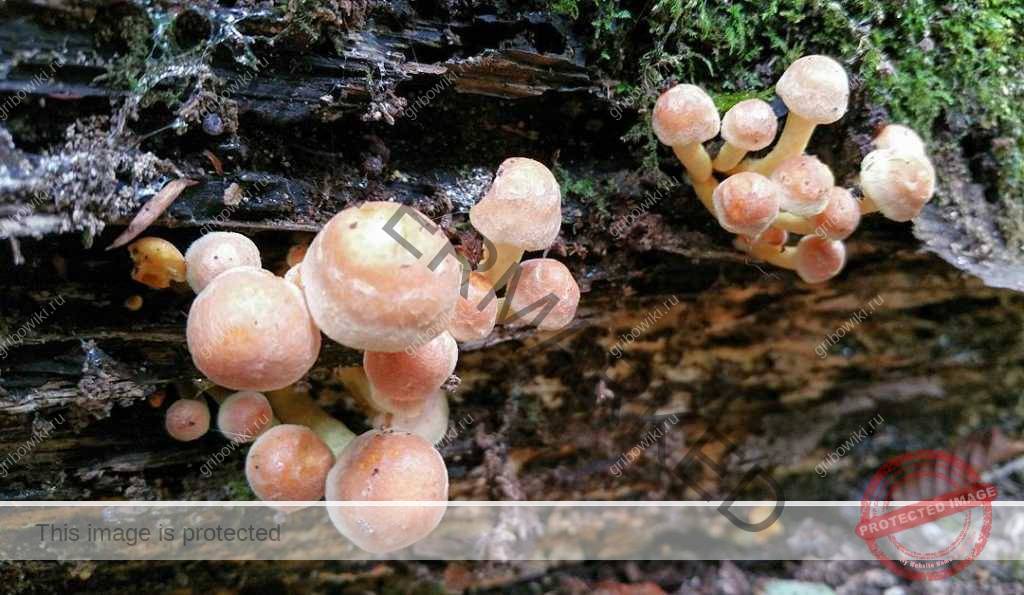 Опёнок кирпично-красный