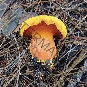 Xerocomus hemichrysus