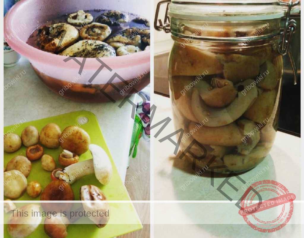 Засолка груздей горячим и холодным способом на зиму в банках