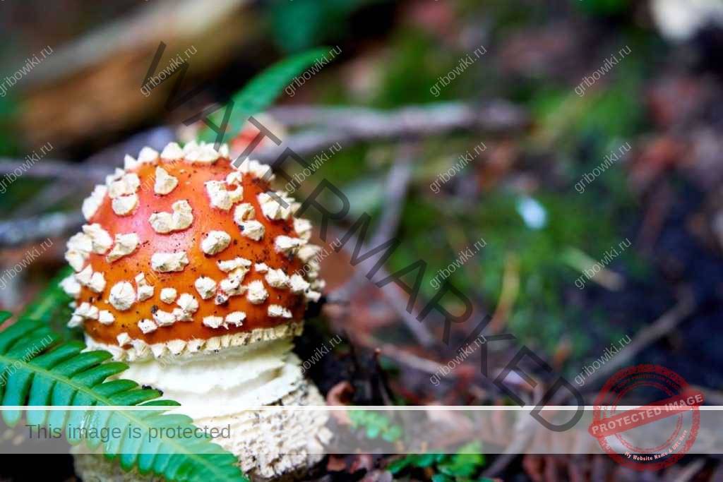 Мухомор красный