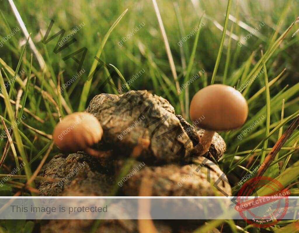 Psilocybe coprophila. какашкина лысина. строфария говняная (какашкина лысина). гриб какашкина лысина. галлюциногенные грибы.