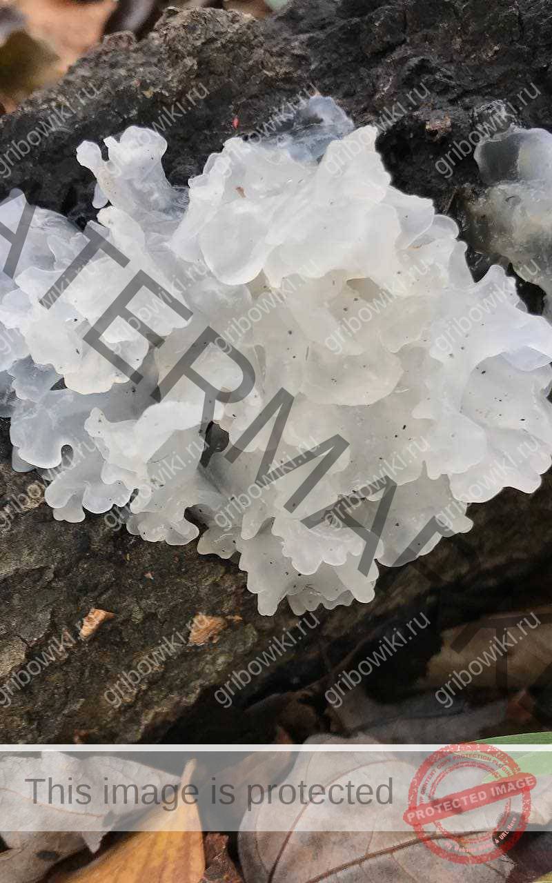 дрожалка фукусовидная (tremella fuciformis). гриб коралловый шитаки. тремелла фукусовидная. где морские грибы. гриб тремелла фукусовидная.
