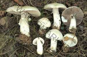 Agaricus essettei