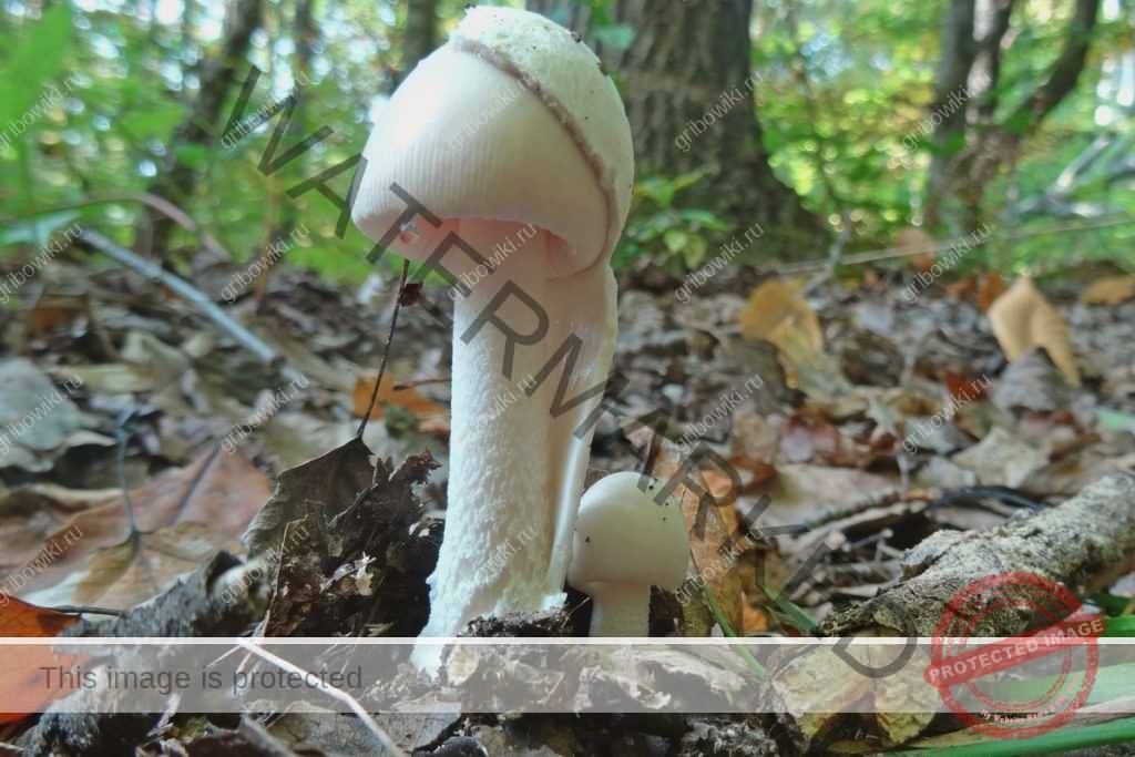 Поплавок белый