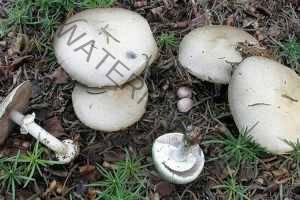 Agaricus abruptibulbus
