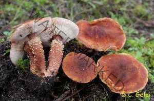 Lepiota granulosa