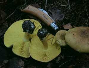 Рядовка лиственная как готовить. Смотреть фото Рядовка лиственная как готовить. Смотреть картинку Рядовка лиственная как готовить. Картинка про Рядовка лиственная как готовить. Фото Рядовка лиственная как готовить Рядовка лиственная как готовить. Смотреть фото Рядовка лиственная как готовить. Смотреть картинку Рядовка лиственная как готовить. Картинка про Рядовка лиственная как готовить. Фото Рядовка лиственная как готовить