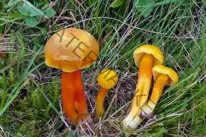 Hygrocybe quieta