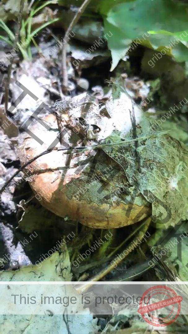 5529001908 Поход за грибами