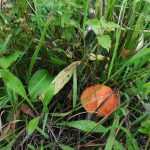 <?php the_title(); ?>