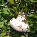 <?php the_title(); ?>