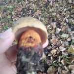 <?php the_title(); ?>