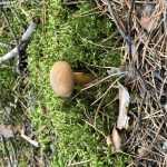 <?php the_title(); ?>