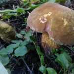 <?php the_title(); ?>