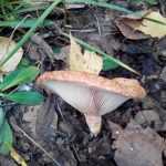 <?php the_title(); ?>