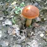 <?php the_title(); ?>