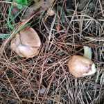 <?php the_title(); ?>