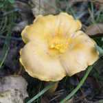 <?php the_title(); ?>