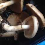 <?php the_title(); ?>