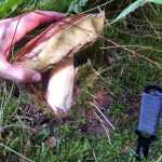 <?php the_title(); ?>