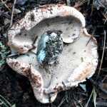 <?php the_title(); ?>