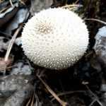 <?php the_title(); ?>