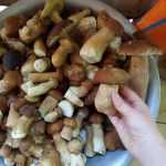 <?php the_title(); ?>