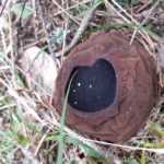 <?php the_title(); ?>