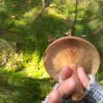 <?php the_title(); ?>