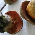 <?php the_title(); ?>