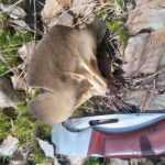 <?php the_title(); ?>