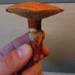 <?php the_title(); ?>