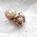 <?php the_title(); ?>