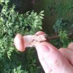 <?php the_title(); ?>