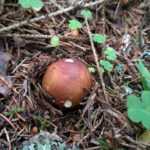 <?php the_title(); ?>