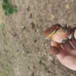 <?php the_title(); ?>