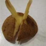 <?php the_title(); ?>