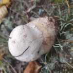 <?php the_title(); ?>