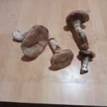 <?php the_title(); ?>