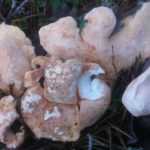 <?php the_title(); ?>