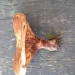 <?php the_title(); ?>