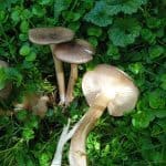 <?php the_title(); ?>