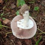 <?php the_title(); ?>