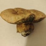 <?php the_title(); ?>