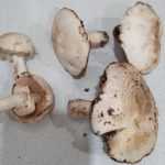 <?php the_title(); ?>