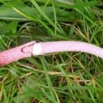 <?php the_title(); ?>