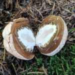 <?php the_title(); ?>