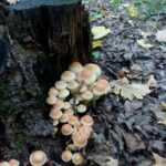 <?php the_title(); ?>