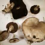 <?php the_title(); ?>